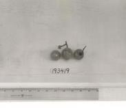 Click for 1 image(s) for this accession. FRUIT